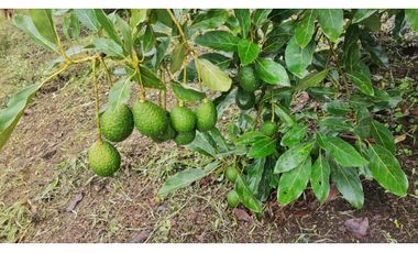 Maat vende finca vereda Raizal-Guaduas 37.500m2 $800Millones