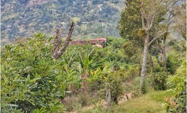Maat vende finca vereda Raizal-Guaduas 37.500m2 $800Millones