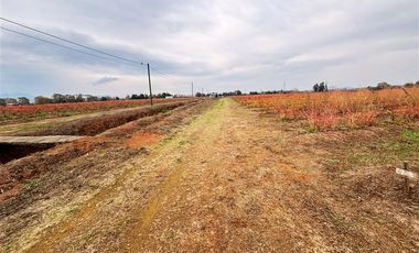 Agrícola en Venta en San Clemente