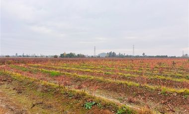 Agrícola en Venta en San Clemente