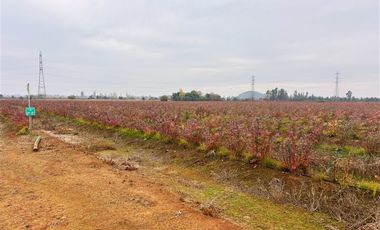 Agrícola en Venta en San Clemente