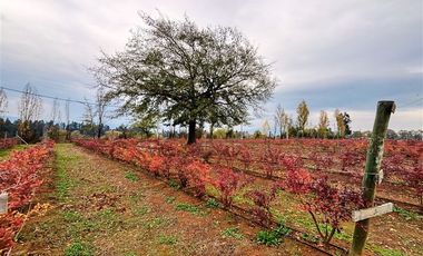 Agrícola en Venta en San Clemente