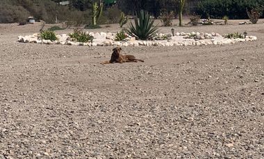 PARCELA AGRADO PIEDRA COLGADA COPIAPO