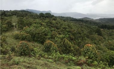 VENTA FINCA, TMESIS RO FRO - SUROESTE ANTIOQUEÑO