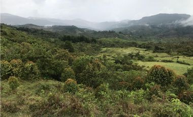 VENTA FINCA, TMESIS RO FRO - SUROESTE ANTIOQUEÑO