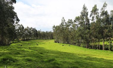 Vendo dos haciendas en Pintag (3,5 y 3,8 Ha. a $10 y $13 c/m2 respectivamente)