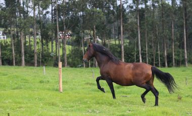 Vendo dos haciendas en Pintag (3,5 y 3,8 Ha. a $10 y $13 c/m2 respectivamente)