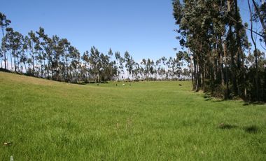 Vendo dos haciendas en Pintag (3,5 y 3,8 Ha. a $10 y $13 c/m2 respectivamente)