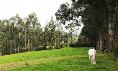 Vendo dos haciendas en Pintag (3,5 y 3,8 Ha. a $10 y $13 c/m2 respectivamente)