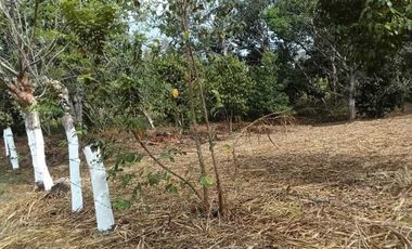TERRENO CAMPESTRE EN VENTA  JUANA MOZA. TUXPAN VERACRUZ.