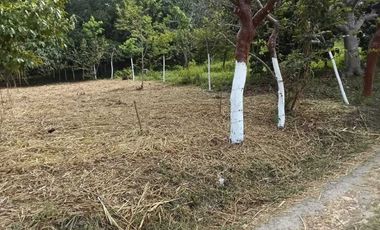 TERRENO CAMPESTRE EN VENTA  JUANA MOZA. TUXPAN VERACRUZ.