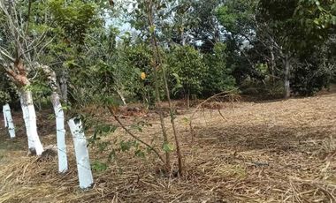 TERRENO CAMPESTRE EN VENTA  JUANA MOZA. TUXPAN VERACRUZ.