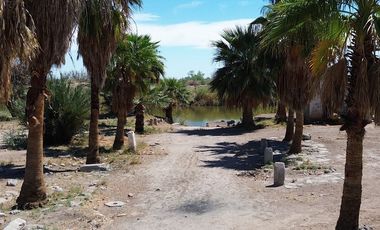 Rancho en Venta – Con Producción de Palmas Datileras y Sistema de Riego