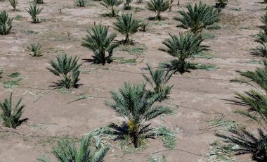 Rancho en Venta – Con Producción de Palmas Datileras y Sistema de Riego