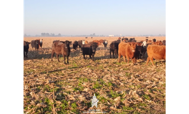 Campo en Coronel Vidal