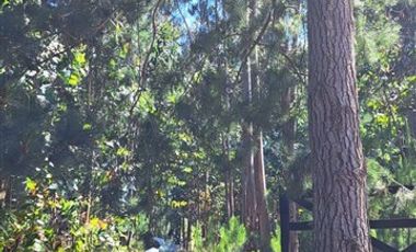 Sitio en Venta en fundo la quirigua terrreno