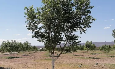 Finca-Rancho en venta en Santa Cecilia (La Cecilia), Parras, Coahuila de Zaragoza