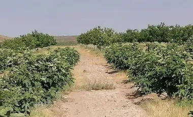 Finca-Rancho en venta en Santa Cecilia (La Cecilia), Parras, Coahuila de Zaragoza