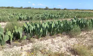 Terreno en venta en 1 de Mayo, Monclova, Coahuila de Zaragoza