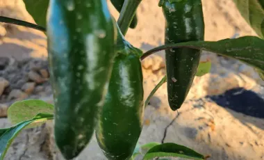 Terreno en venta en 1 de Mayo, Monclova, Coahuila de Zaragoza