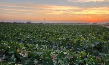 Terreno en venta en 1 de Mayo, Monclova, Coahuila de Zaragoza