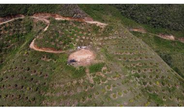 Finca productiva con cultivo de aguacate, Vereda Las Lomas La Ceja