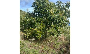 Finca productiva con cultivo de aguacate, Vereda Las Lomas La Ceja
