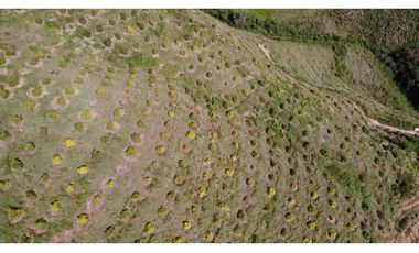 Finca productiva con cultivo de aguacate, Vereda Las Lomas La Ceja