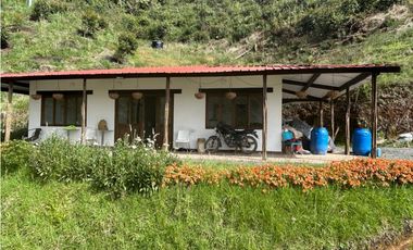 Finca productiva con cultivo de aguacate, Vereda Las Lomas La Ceja