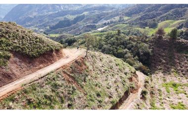 Finca productiva con cultivo de aguacate, Vereda Las Lomas La Ceja