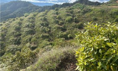 Finca productiva con cultivo de aguacate, Vereda Las Lomas La Ceja
