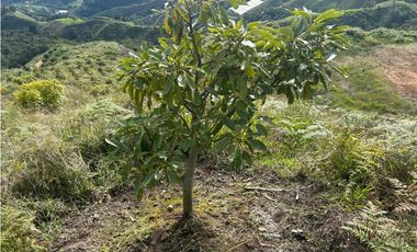 Finca productiva con cultivo de aguacate, Vereda Las Lomas La Ceja