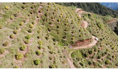 Finca productiva con cultivo de aguacate, Vereda Las Lomas La Ceja