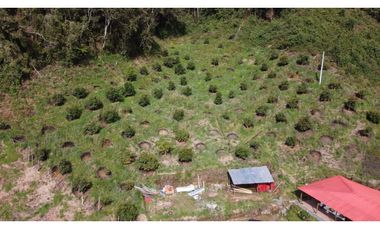Finca productiva con cultivo de aguacate, Vereda Las Lomas La Ceja