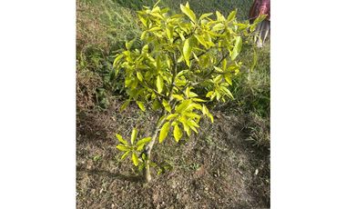 Finca productiva con cultivo de aguacate, Vereda Las Lomas La Ceja