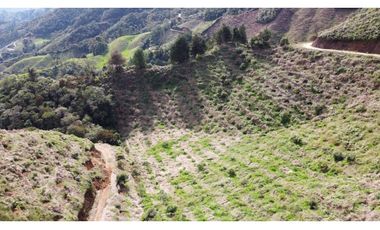 Finca productiva con cultivo de aguacate, Vereda Las Lomas La Ceja