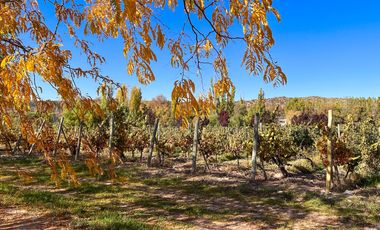 VENTA LOTE CON VIÑEDO MENDOZA  LUJAN DE CUYO PERD
