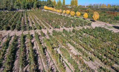 VENTA LOTE CON VIÑEDO MENDOZA  LUJAN DE CUYO PERD