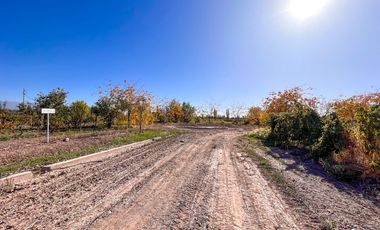 VENTA LOTE CON VIÑEDO MENDOZA  LUJAN DE CUYO PERD