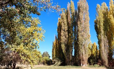 VENTA LOTE CON VIÑEDO MENDOZA  LUJAN DE CUYO PERD