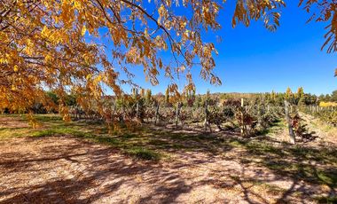 VENTA LOTE CON VIÑEDO MENDOZA  LUJAN DE CUYO PERD