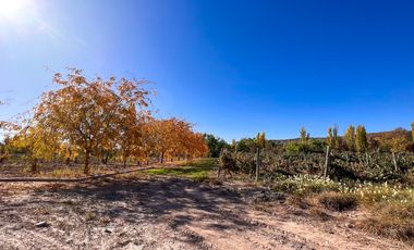 VENTA LOTE CON VIÑEDO MENDOZA  LUJAN DE CUYO PERD