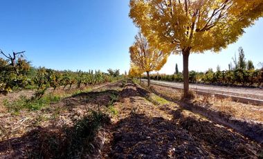 VENTA LOTE CON VIÑEDO MENDOZA  LUJAN DE CUYO PERD