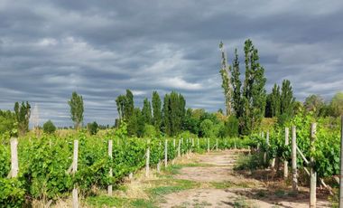 VENTA LOTE CON VIÑEDO MENDOZA  LUJAN DE CUYO PERD
