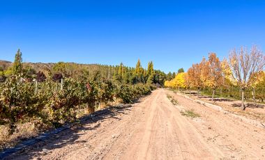 VENTA LOTE CON VIÑEDO MENDOZA  LUJAN DE CUYO PERD