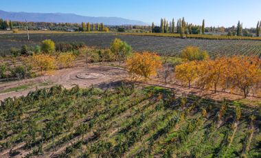 VENTA LOTE CON VIÑEDO MENDOZA  LUJAN DE CUYO PERD