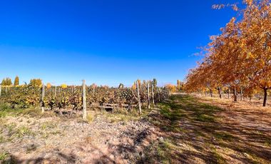 VENTA LOTE CON VIÑEDO MENDOZA  LUJAN DE CUYO PERD