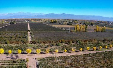 VENTA LOTE CON VIÑEDO MENDOZA  LUJAN DE CUYO PERD