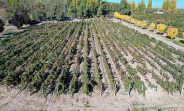 VENTA LOTE CON VIÑEDO MENDOZA  LUJAN DE CUYO PERD