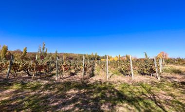VENTA LOTE CON VIÑEDO MENDOZA  LUJAN DE CUYO PERD